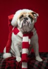 Niedlicher Mops-Hund liegt auf rotem Hintergrund im Studio — Stockfoto