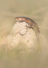 Lindo lagarto sentado en piedra al aire libre, vista cercana - foto de stock