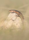 Carino piccola lucertola seduta sulla pietra all'aperto, vista da vicino — Foto stock