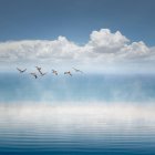 Pelicans in flight over the ocean, California, USA — Stock Photo