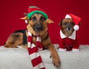 Petits chiens en tenue de Noël, vue rapprochée — Photo de stock