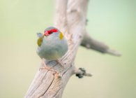 Cute little bird sitting on tree branch on blurred natural background — Stock Photo