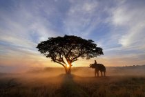 Silhueta de um mahout montando um elefante em um campo de arroz ao pôr-do-sol, Tailândia — Fotografia de Stock