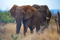 Elefantes no poço do Okaukuejo no calor do meio-dia no Parque Nacional de Etosha, Namíbia — Fotografia de Stock