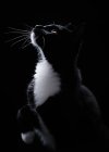 Портрет черно-белой смокинговой кошки, смотрящей вверх — стоковое фото