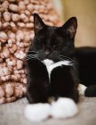 Porträt einer schwarz-weißen Smoking-Katze, die auf einem Sofa neben einem Kissen schläft — Stockfoto
