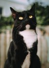 Portrait of a black and white tuxedo cat sitting in the garden looking up — Stock Photo
