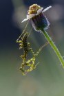 Bug na flor ao ar livre, conceito de verão, visão próxima — Fotografia de Stock