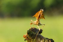 Bug no ramo da árvore ao ar livre, conceito de verão, visão próxima — Fotografia de Stock