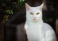 Vista a través de una ventana de un gato blanco sentado en un alféizar de la ventana a la luz del sol - foto de stock