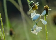 Insecto en las flores al aire libre, concepto de verano, vista cercana - foto de stock