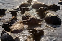 Стадо буйволів плаває в озері Нонг Хан, сакон Накхон, це — стокове фото