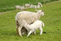 Ewe steht mit ihrem Lamm auf einem Feld, Ostfriesland, Niedersachsen, Deutschland — Stockfoto