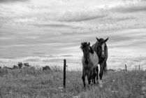 Две лошади стоят в поле, Польша — стоковое фото