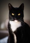 Portrait of a black and white tuxedo cat — Stock Photo