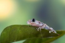 Petite grenouille rouge assise sur une feuille verte — Photo de stock