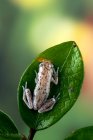 Little red tree frog sitting on green leaf — Stock Photo