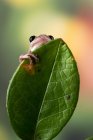 Little red tree frog sitting on a leaf, Indonesia — Stock Photo