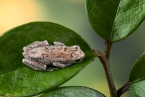 Маленька червона деревна жаба сидить на листі (Індонезія). — стокове фото