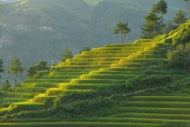 Campos de arroz em terraço, Mu Cang Chai, Yen Bai, Vietnã — Fotografia de Stock