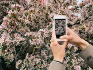 Femme prenant une photo de fleurs de cerisier avec son téléphone portable, Biélorussie — Photo de stock