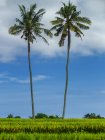 Campo de arroz verde exuberante con palmeras y cielo azul nublado, Mandalika, Lombok, Indonesia - foto de stock