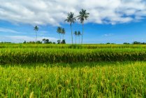 Campo de arroz verde exuberante com palmas e céu nublado azul, Mandalika, Lombok, Indonésia — Fotografia de Stock