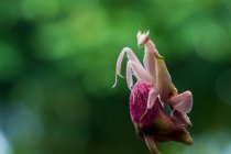 Pink Orchid Mantis (Hymenopus coronatus) on an orchid flower, Indonesia — Stock Photo