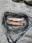 Біля рибальської сітки Хімачал - Прадеш (Індія) швидко зловила дику коричневу форель. — стокове фото