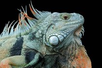 Primo piano di un'iguana, Indonesia — Foto stock