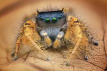 Tiro macro da aranha de salto na folha — Fotografia de Stock