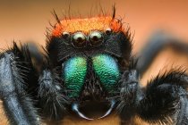Makroaufnahme einer springenden Spinne auf Blatt — Stockfoto