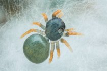 Над головой вид прыгающего паука на паутине паука, Индонезия — стоковое фото