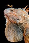 Close-Up of an ant on an iguana's head, Indonesia — Stock Photo