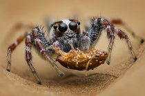 Nahaufnahme einer springenden Spinne mit einem toten Insekt, Indonesien — Stockfoto