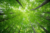 Красивый зеленый лес с деревьями — стоковое фото