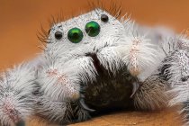 Macro primer plano de araña esponjosa - foto de stock
