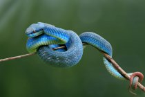 Portrait of a blue viper on a branch, Indonesia — Stock Photo