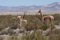 Tre vicune in piedi nel paesaggio rurale, Jujuy, Argentina — Foto stock