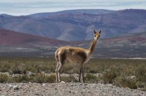 Landschaftliche Aufnahme der schönen Antilope auf natürlichem Lebensraum — Stockfoto