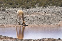 Landschaftliche Aufnahme der schönen Antilope auf natürlichem Lebensraum — Stockfoto