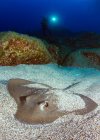 Vue sous-marine de la belle baignade de raie dans l'océan — Photo de stock