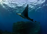 Підводний вид на красиве пошарпане плавання в океані — стокове фото