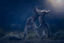 Dos jóvenes machos canguros grises orientales (Macropus giganteus) peleando por la mañana, Australia - foto de stock
