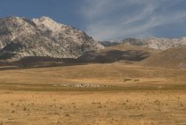 Flock of sheep grazing on grassland, Campo Imperatore, Abruzzo, Italy — Stock Photo