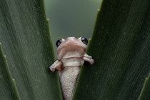 Close-up of an Australian green tree frog between two leaves, Indonesia — Stock Photo
