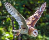Close-up of a Barn Owl in flight, Canada — Stock Photo