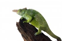 Close-up of a Fischer's Chameleon on a branch Indonesia — Stock Photo