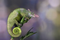 Close-up de um camaleão Fischer em uma planta, Indonésia — Fotografia de Stock