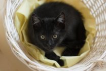 Overhead view of a black kitten in a wicker basket — Stock Photo
